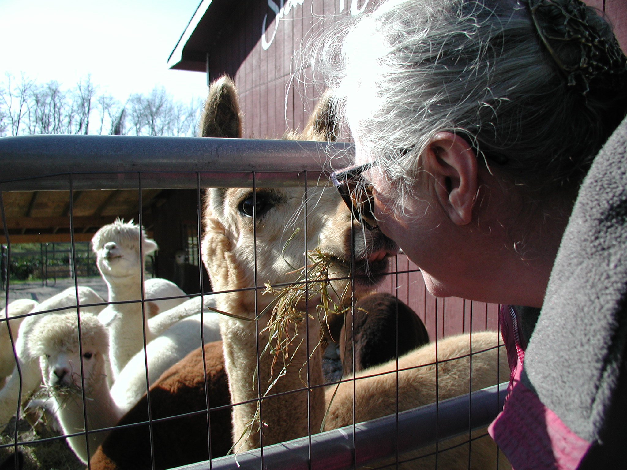 Jean makes a pact with an alpaca
